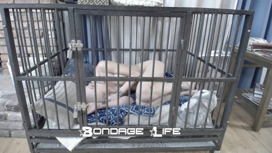 Bondage Life: Nap Time With Greyhound (Release date: Aug. 25, 2021)